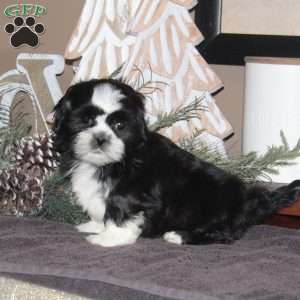 Ammon, Shih Tzu Puppy